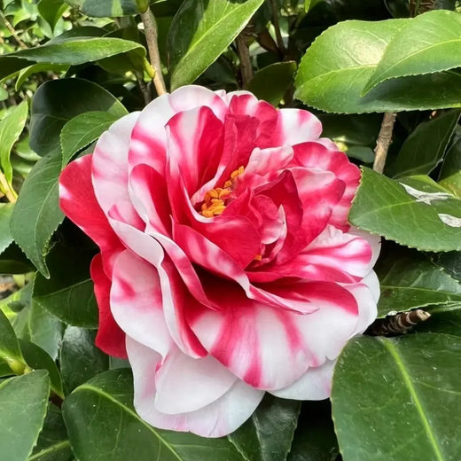 Mixed Camellia Flower Seeds