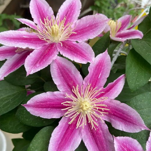 Mixed Clematis Flower Seeds