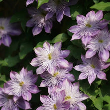 Mixed Clematis Flower Seeds