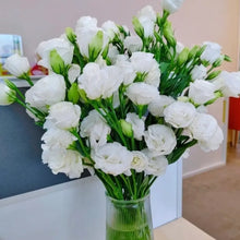 Mixed Eustoma Flower Seeds