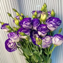 Mixed Eustoma Flower Seeds