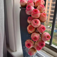 Mixed Greenovia Flower Seeds