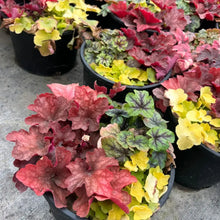 Mixed Heuchera Flower Seeds