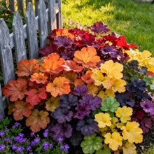Mixed Heuchera Flower Seeds