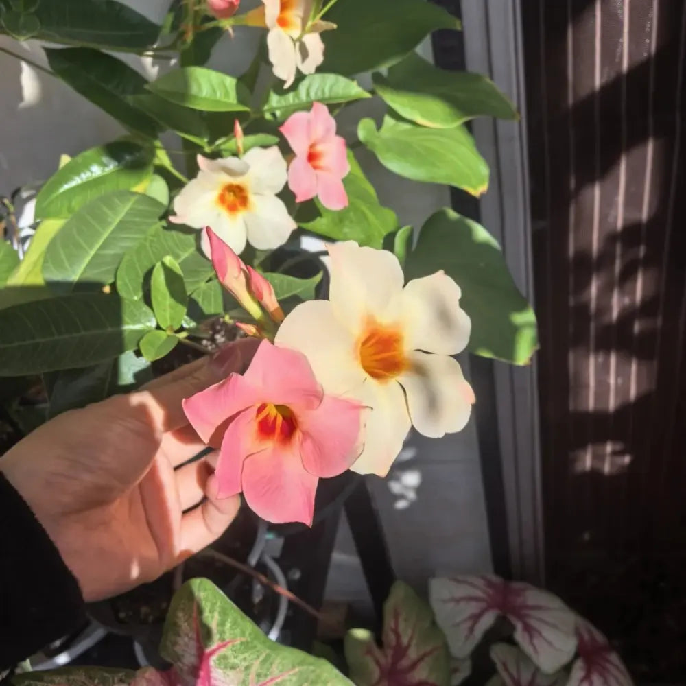 Mixed Mandevilla Flower Seeds