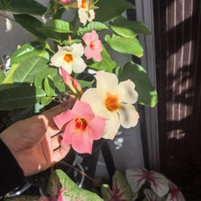 Mixed Mandevilla Flower Seeds