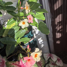 Mixed Mandevilla Flower Seeds