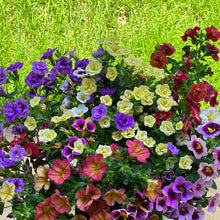 Mixed Petunia Seeds