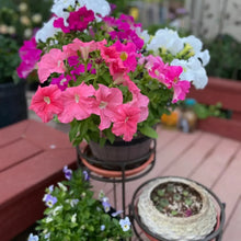 Mixed Petunia Seeds