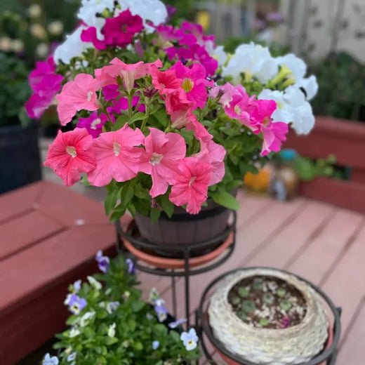 Mixed Petunia Seeds