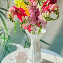 Mixed Snapdragon Seeds