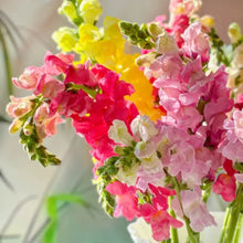 Mixed Snapdragon Seeds