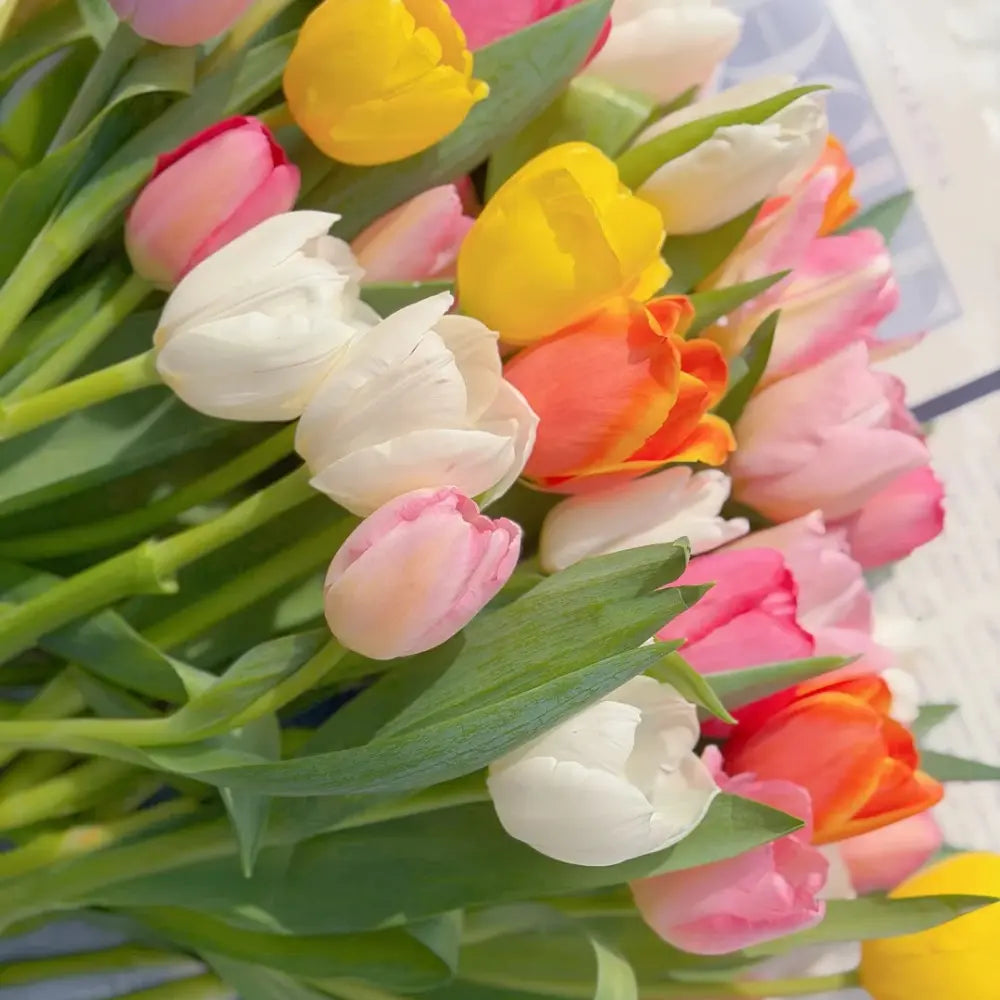 Mixed Tulip Flower Seeds