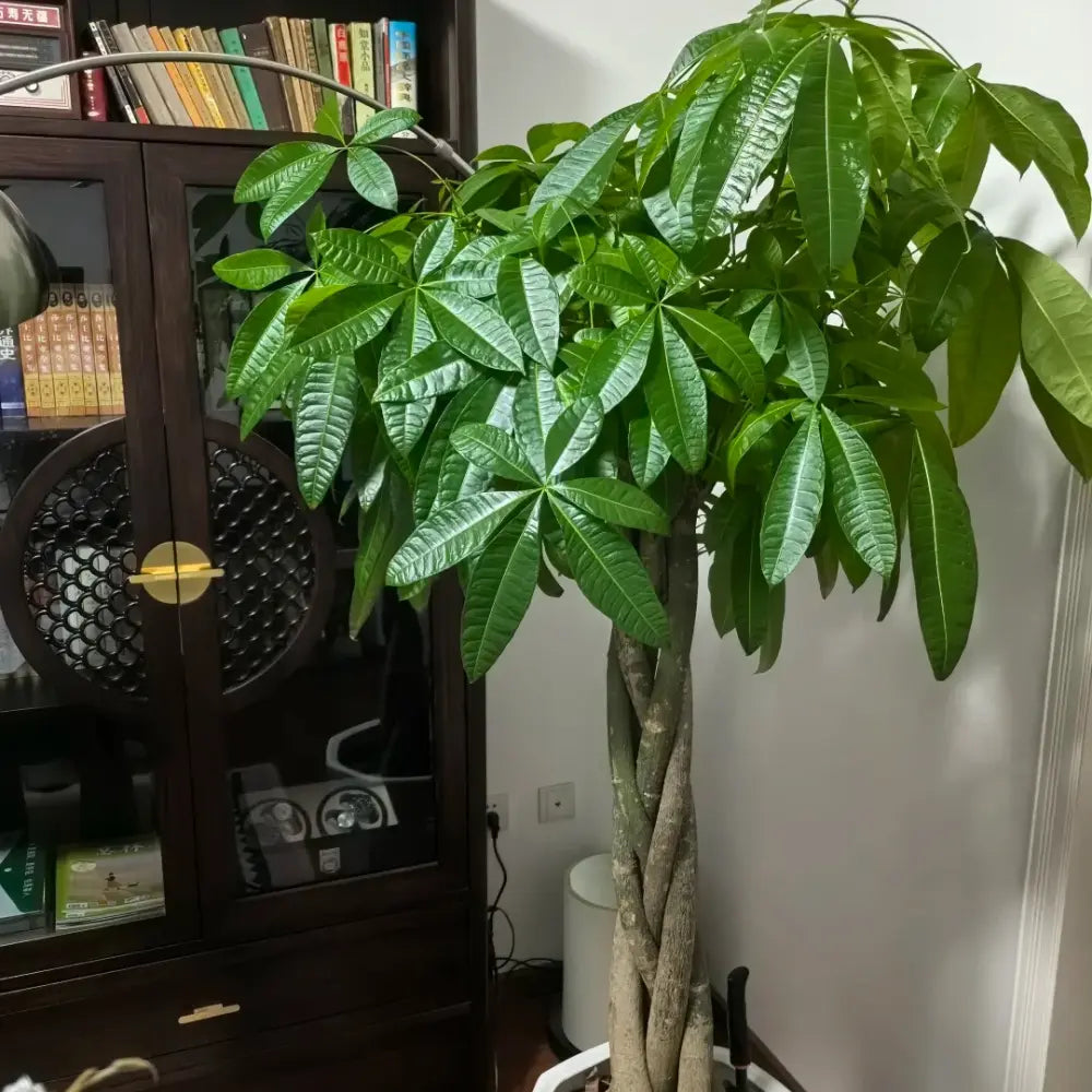 Money Tree Seeds