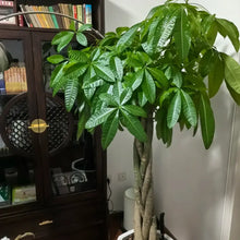 Money Tree Seeds