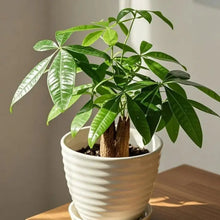 Money Tree Seeds