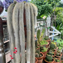 Monkey Tail Cactus Seeds