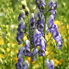 Monkshood Seeds