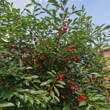 Montmorency Cherry Seeds