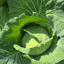 Morris Heading Collard Seeds