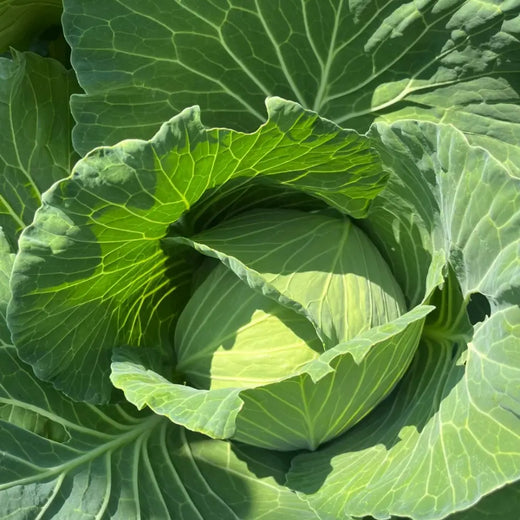 Morris Heading Collard Seeds