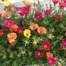 Moss Rose Seeds - Tropical Mix