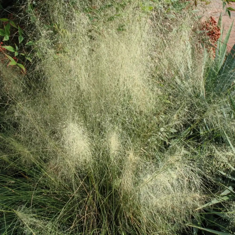 White Cloud Grass Seeds