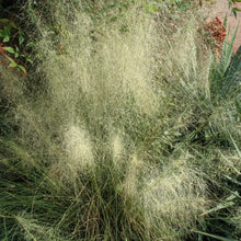 White Cloud Grass Seeds