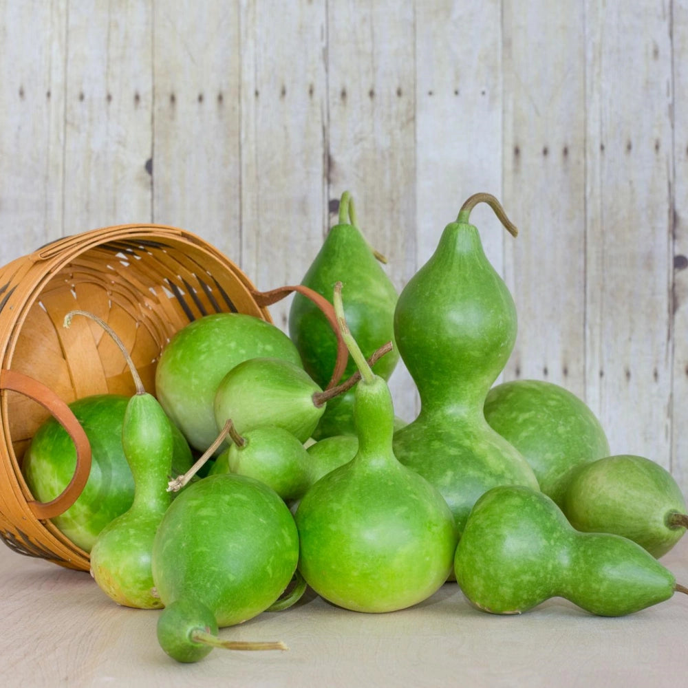 Green Calabash Bottle Gourd Seeds