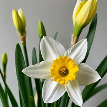 Narcissus Seeds
