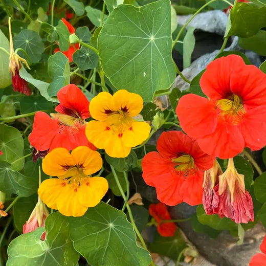 Nasturtium Seeds Beige