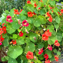 Nasturtium Seeds Beige