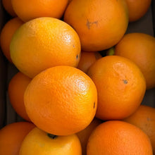 Navel Orange Seeds