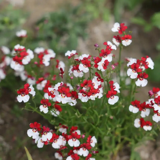 Nemesia Seeds - Red