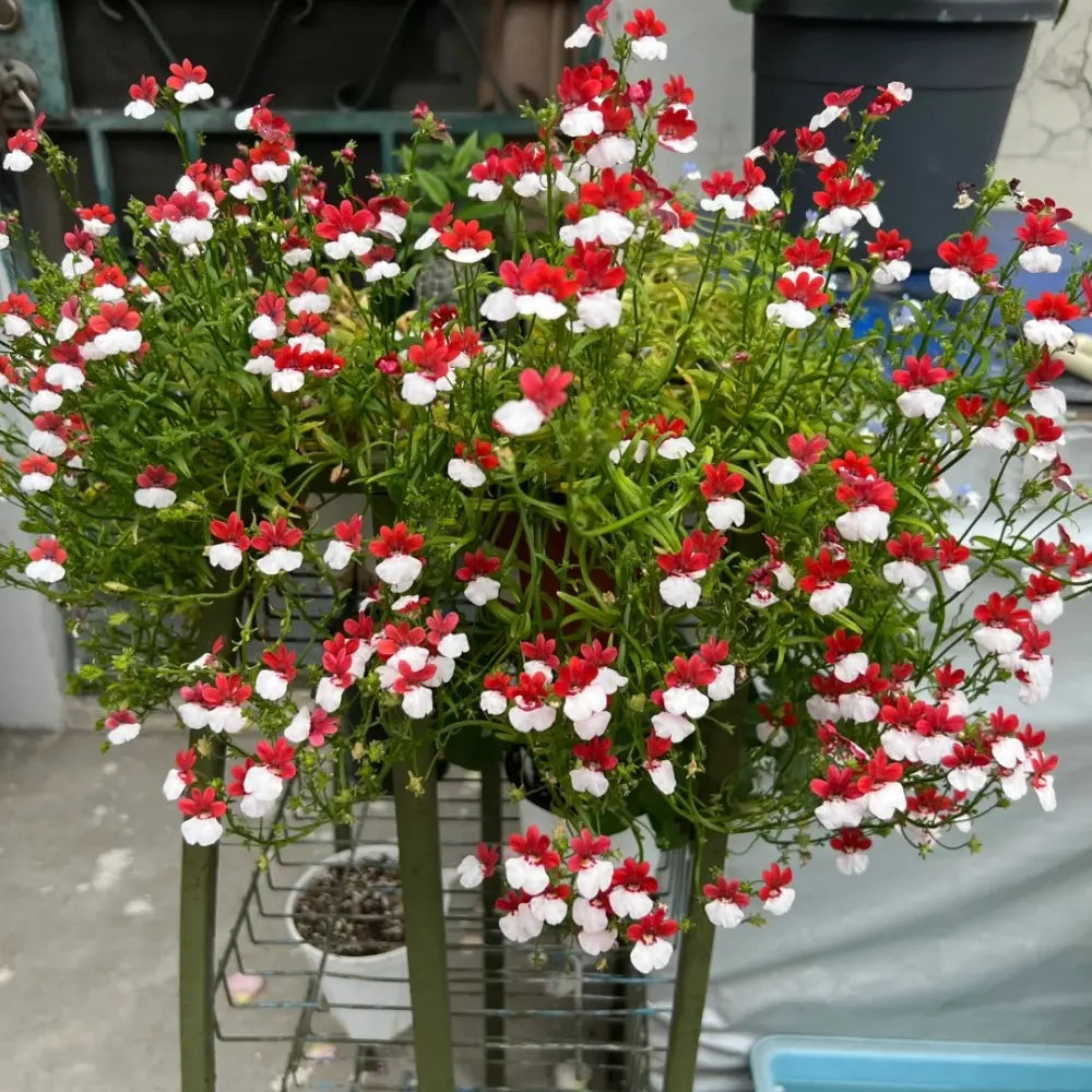 Nemesia Seeds - Red