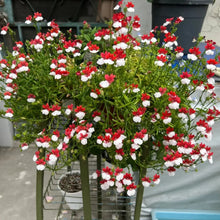 Nemesia Seeds - Red