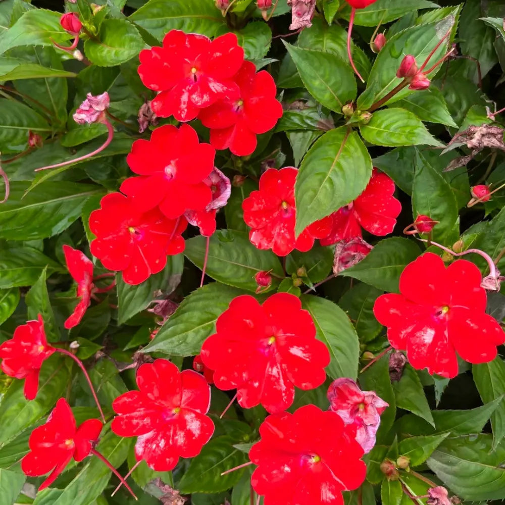 New Guinea Impatiens Seeds - Red