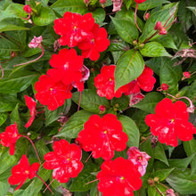 New Guinea Impatiens Seeds - Red