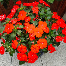 New Guinea Impatiens Seeds - Red