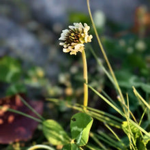 New Zealand Clover Seeds