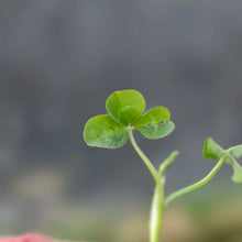 New Zealand Clover Seeds