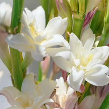 Night Flowering Jasmine Seeds