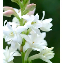 Night Flowering Jasmine Seeds