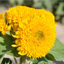 Mix Sunflower Seeds