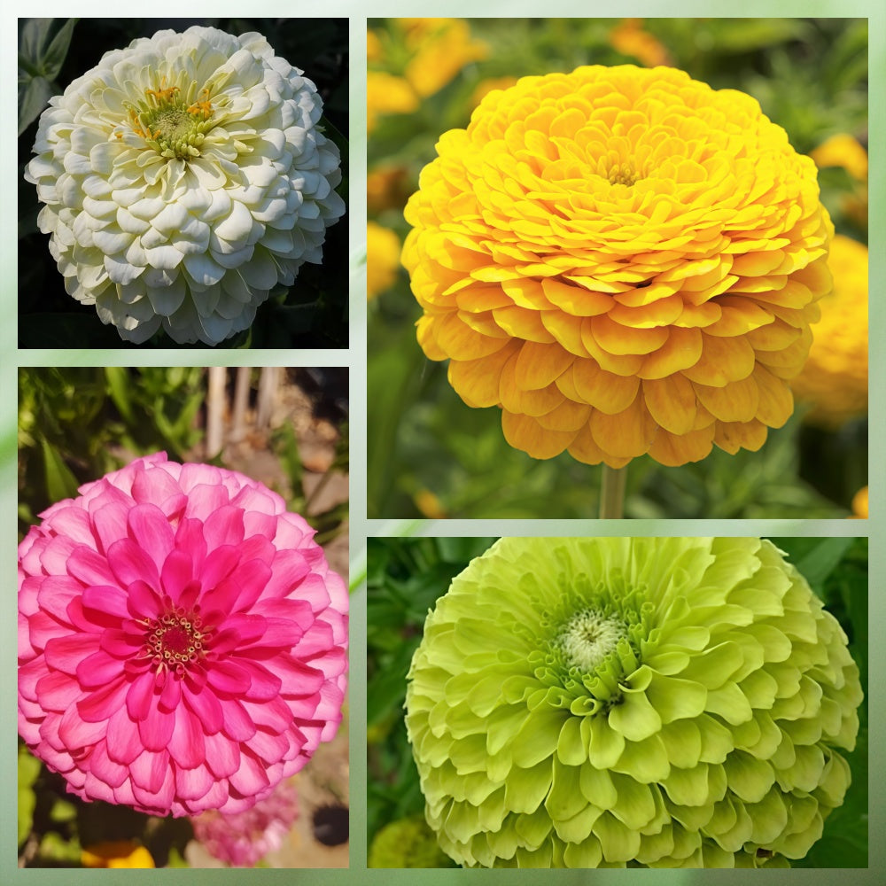Mix Zinnia Seeds