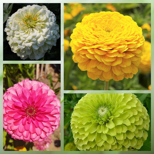 Mix Zinnia Seeds