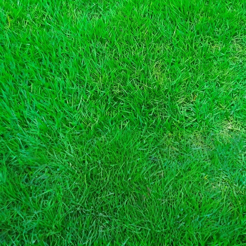 Red Fescue Seeds