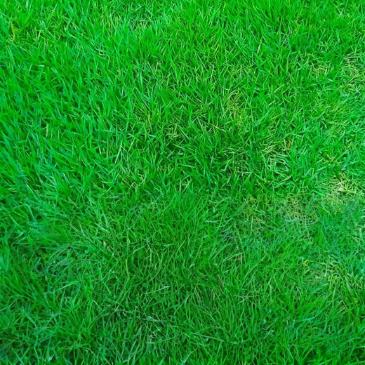 Red Fescue Seeds