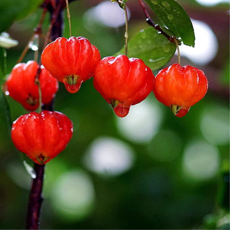 Surinam Cherry Fruit Seeds up to 50%