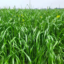 Perennial Ryegrass Seeds